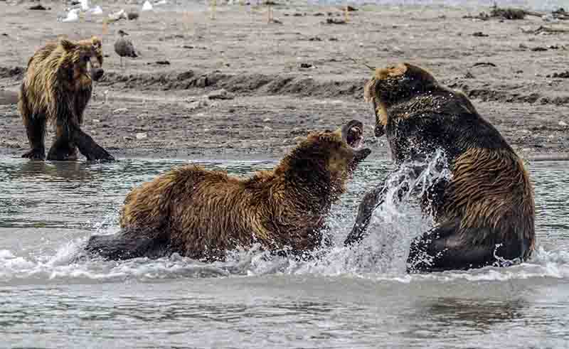 Oso Pardo - Kamchatka - Rusia 02.jpg